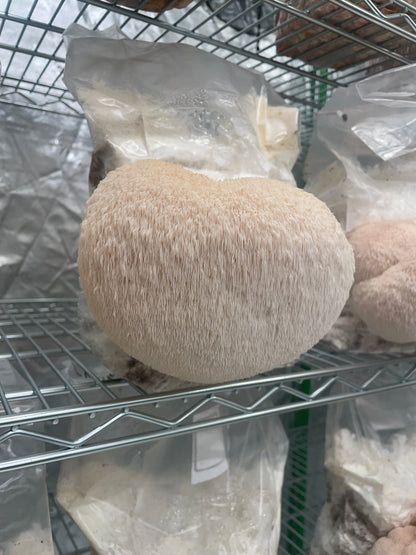 Lion’s Mane Dual Extract Tincture(1 pack)